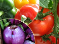 Cultivos Hortalizas Ecuador