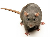 productos para cucarachas